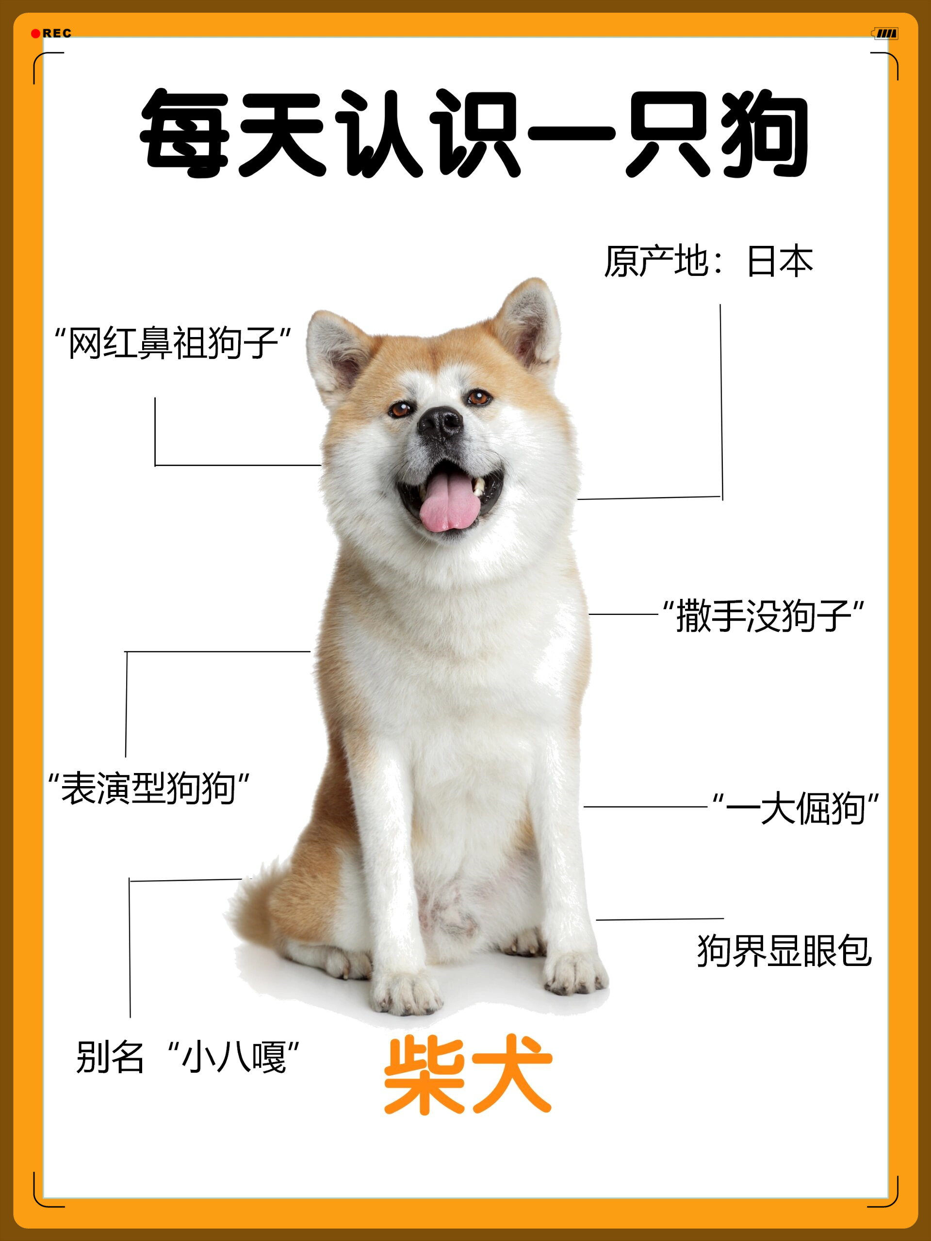 这只狗狗凭借表情包doge火遍全球