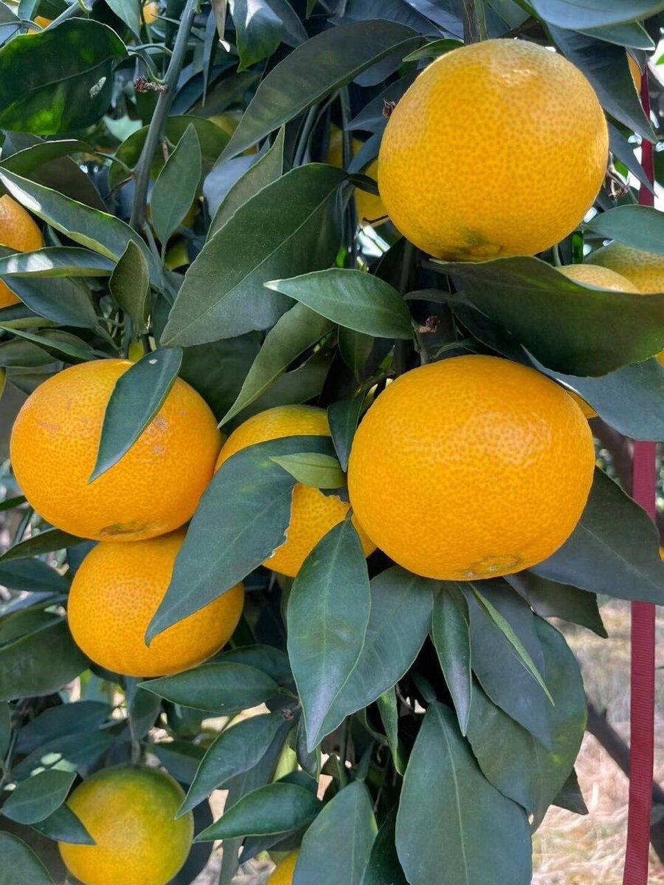 初识爱媛是在《东京爱情故事》里, 在爱媛的火车站的栅栏上,至今还乙