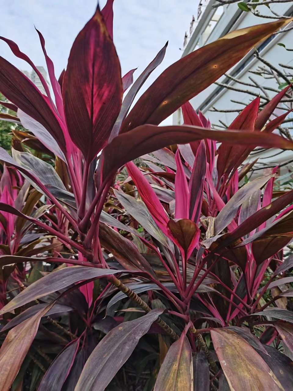 朱蕉,别名红铁树,千年木.所以,朱蕉是树不是草.