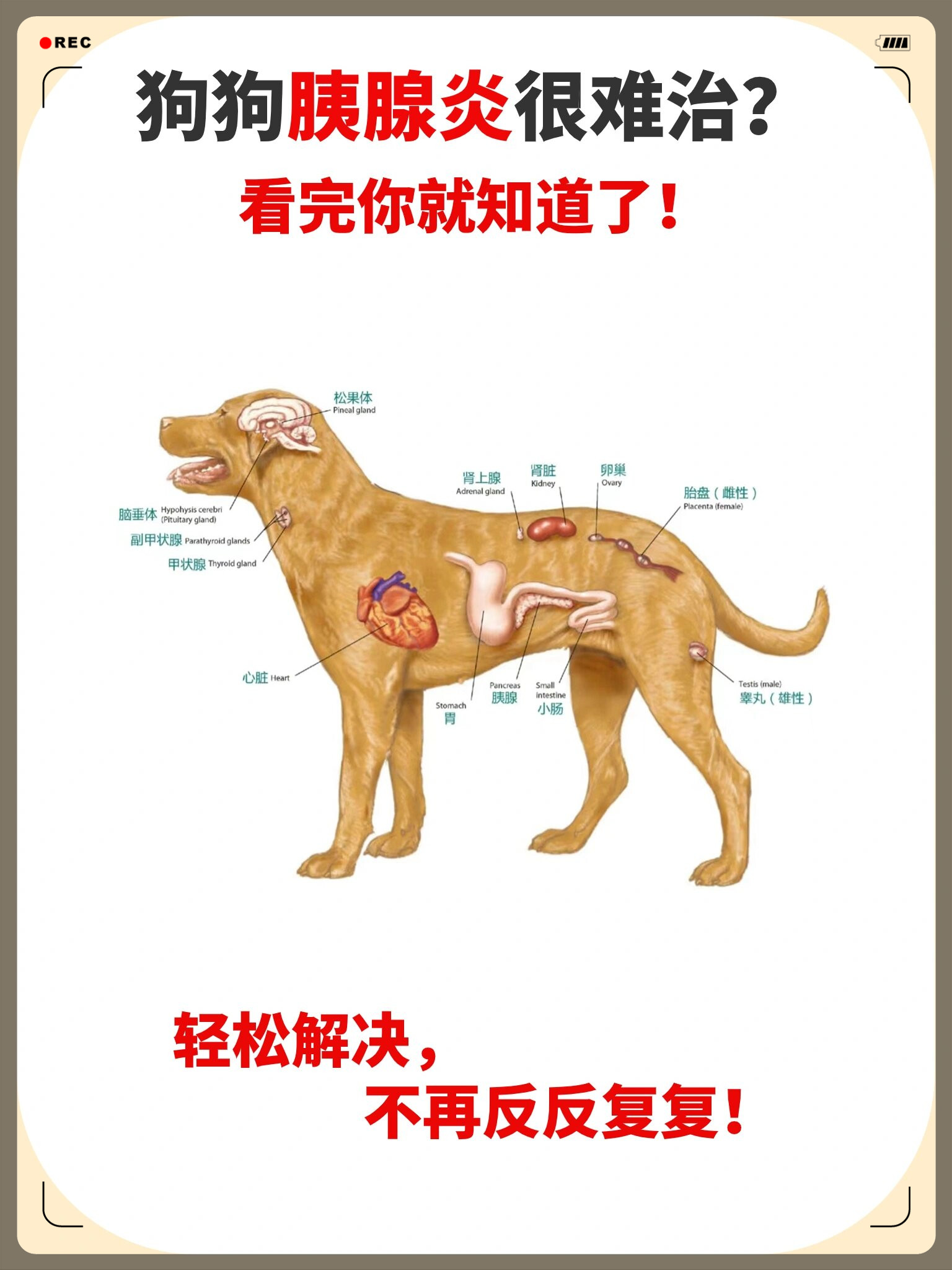 狗的内脏结构图图片