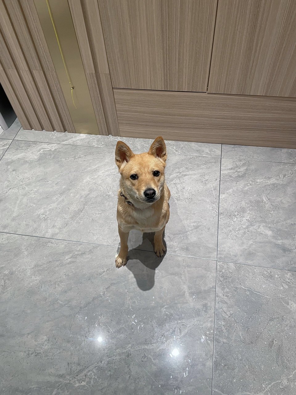 大黄土狗 乖巧懂事   有人认为这只狗狗是广西土猎犬,但在我看来,它更