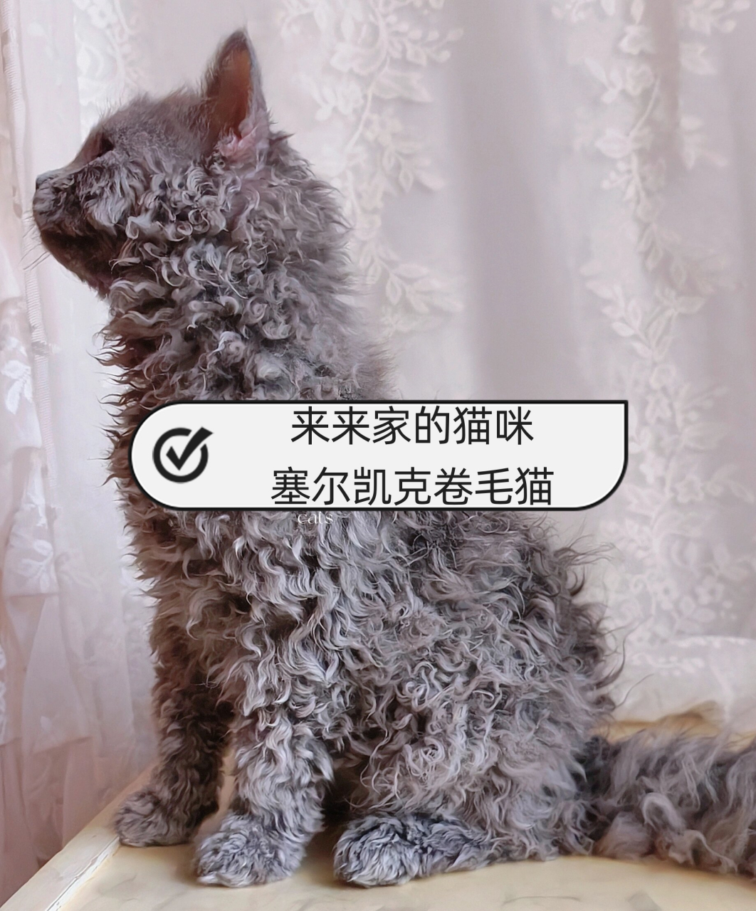 来来家的猫咪#塞尔凯克卷毛猫  锦元弟弟目前正处于尴尬期,毛发略显