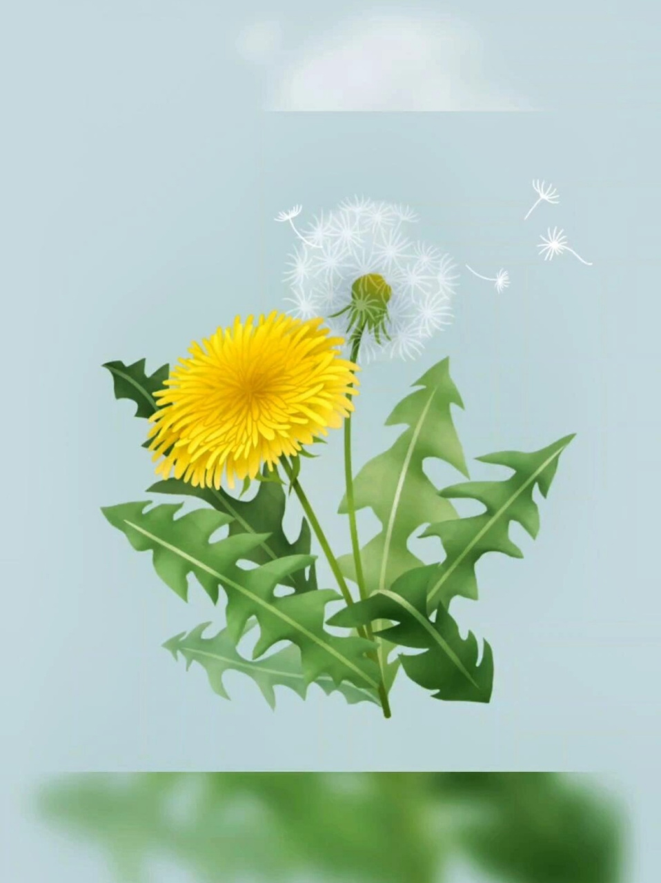 每日认识一味草药  蒲公英的原植物生长过程极为神奇.