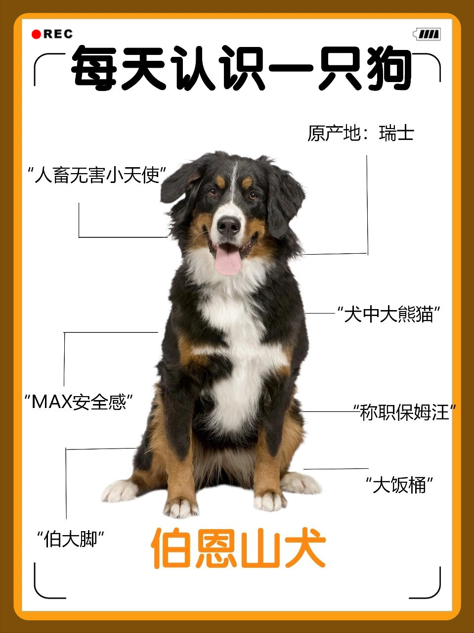 伯恩山犬体型图片