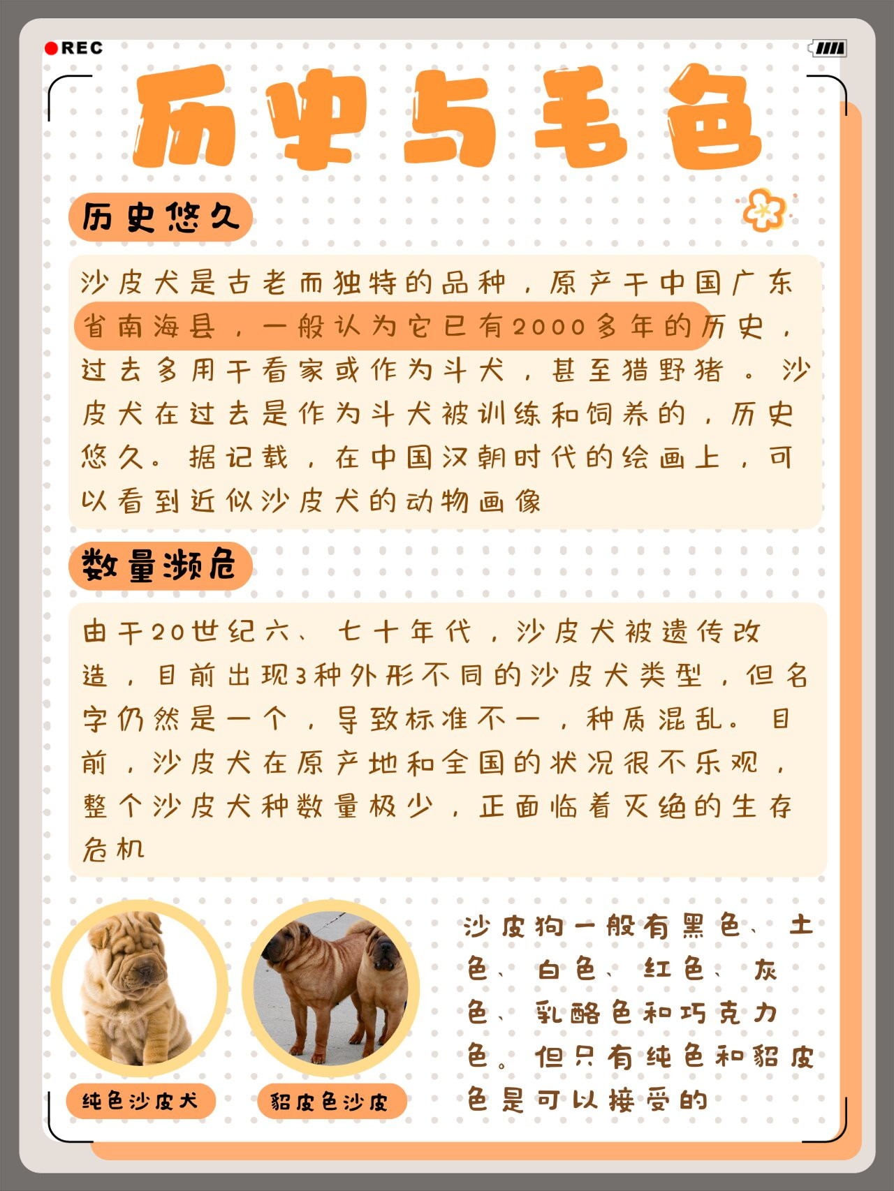 沙皮犬,濒临灭绝的中华瑰宝  中国斗牛犬沙皮狗,原产于广东南海县