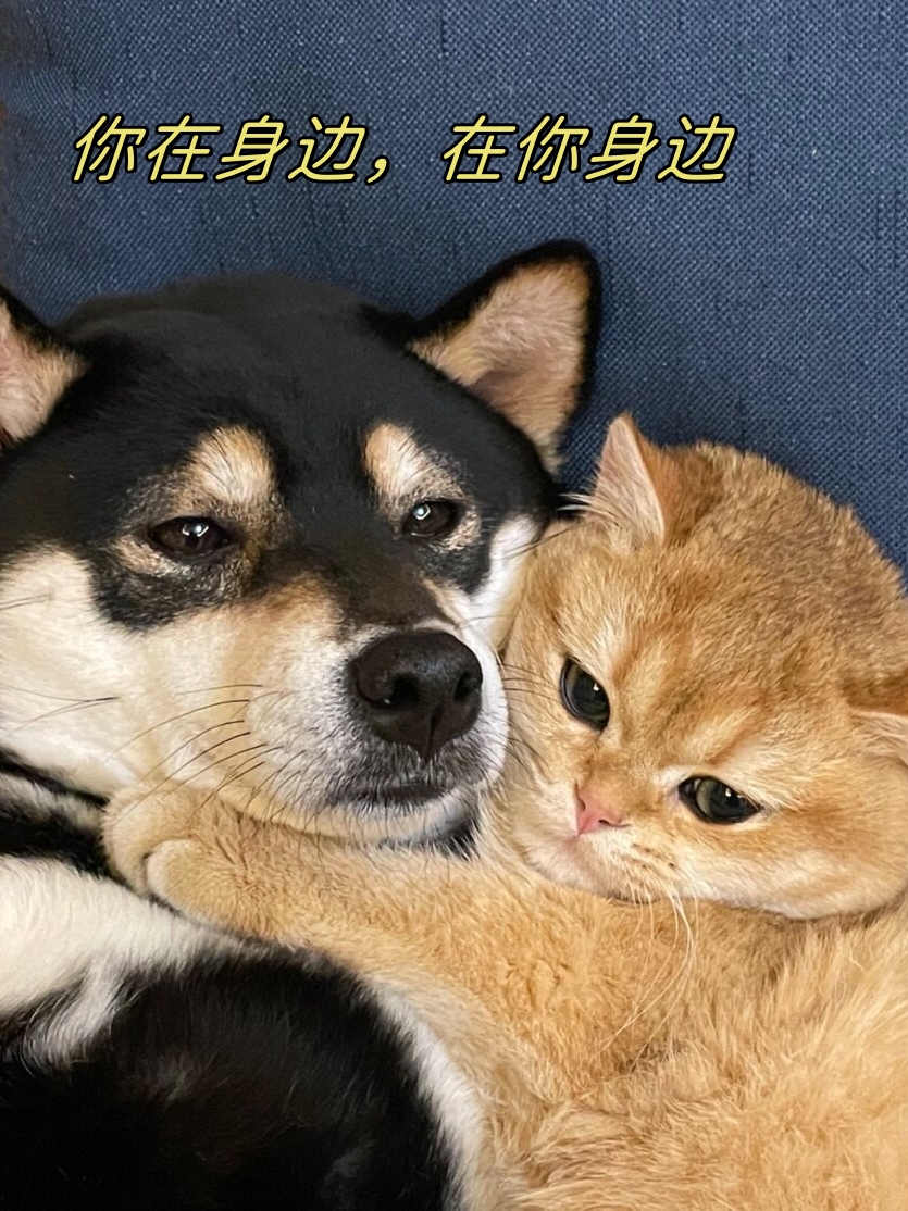 你在身边,在你身边  我会陪伴你走过漫长岁月,这并非只是我的愿望