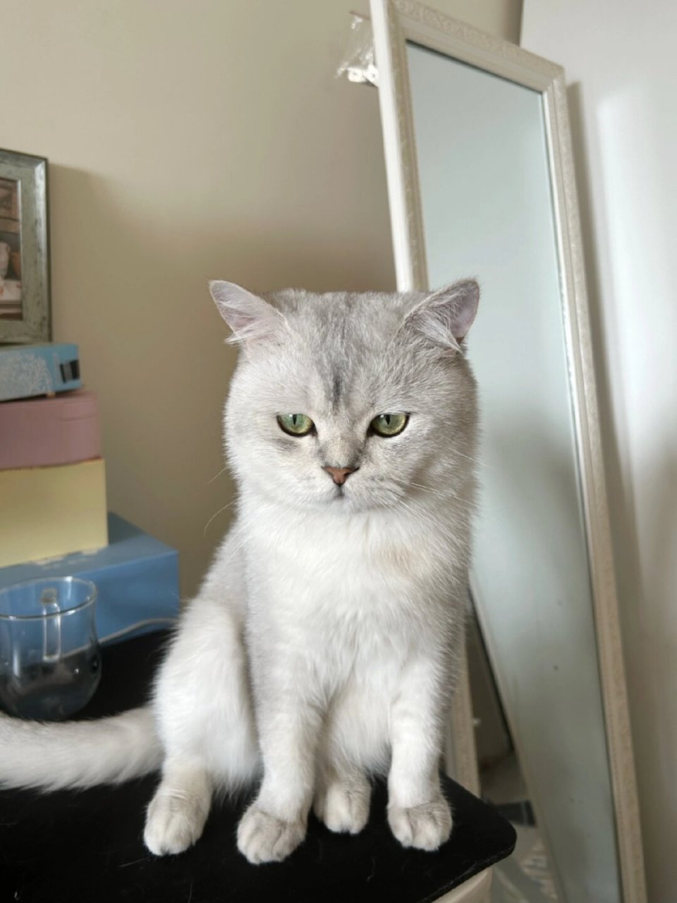摸你一下就气鼓鼓  我家的猫咪真是个傲娇的小家伙呢!