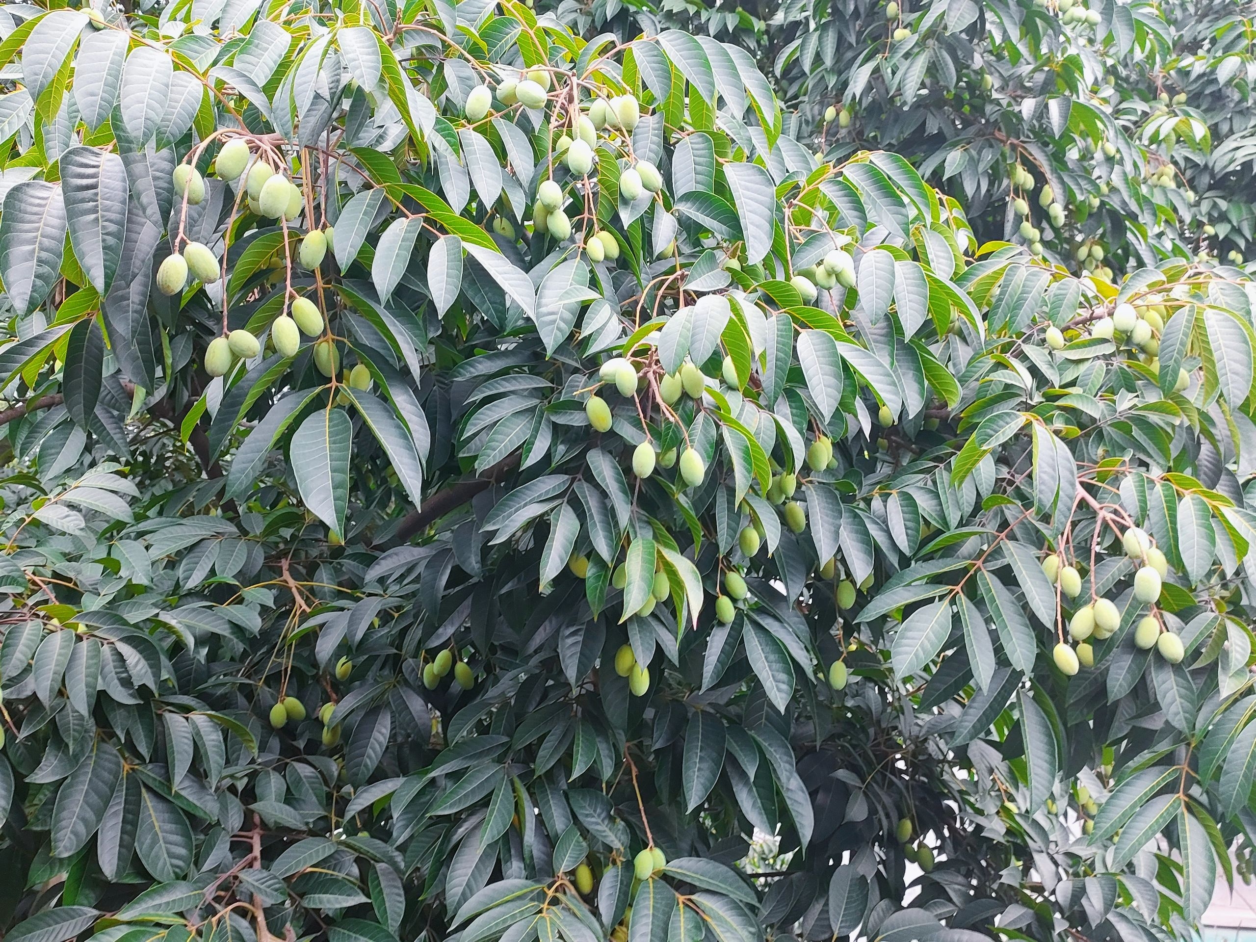 橄榄树的生态习性