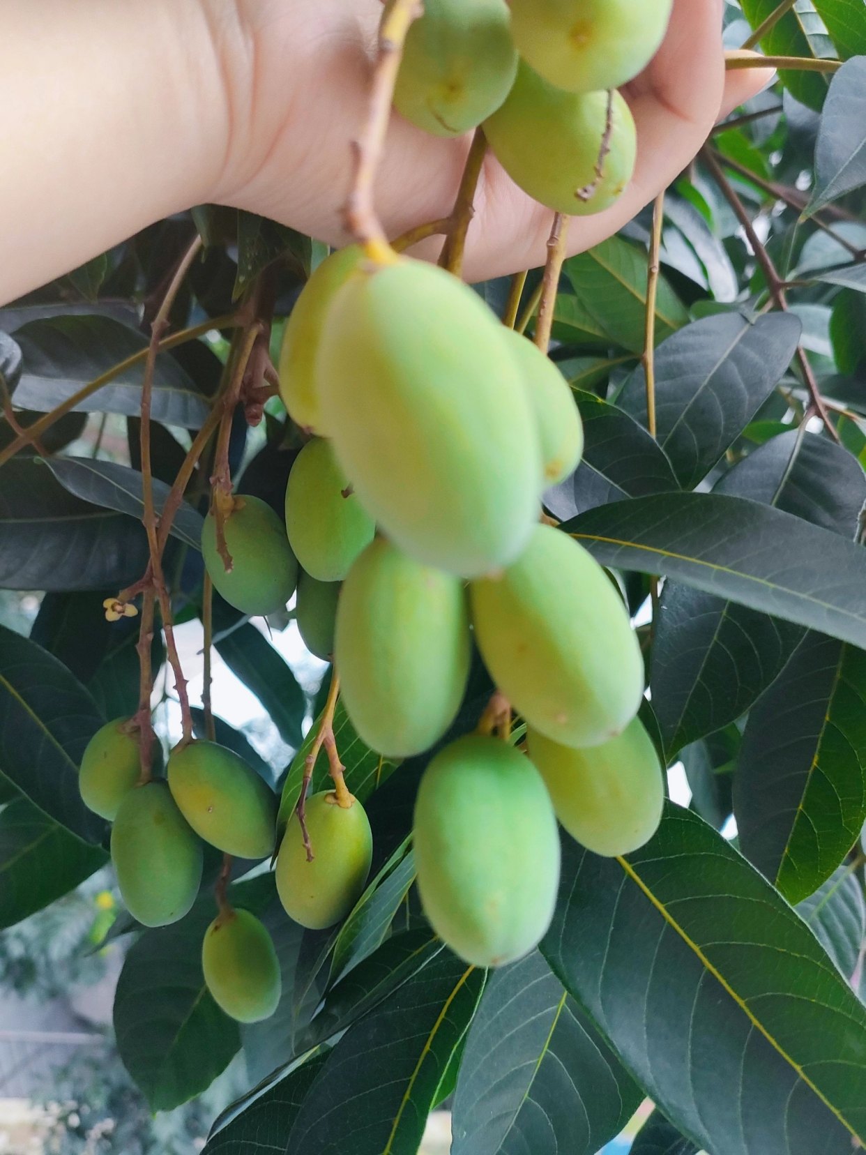 油橄榄、橄榄、乌榄、油柑,傻傻分不清?