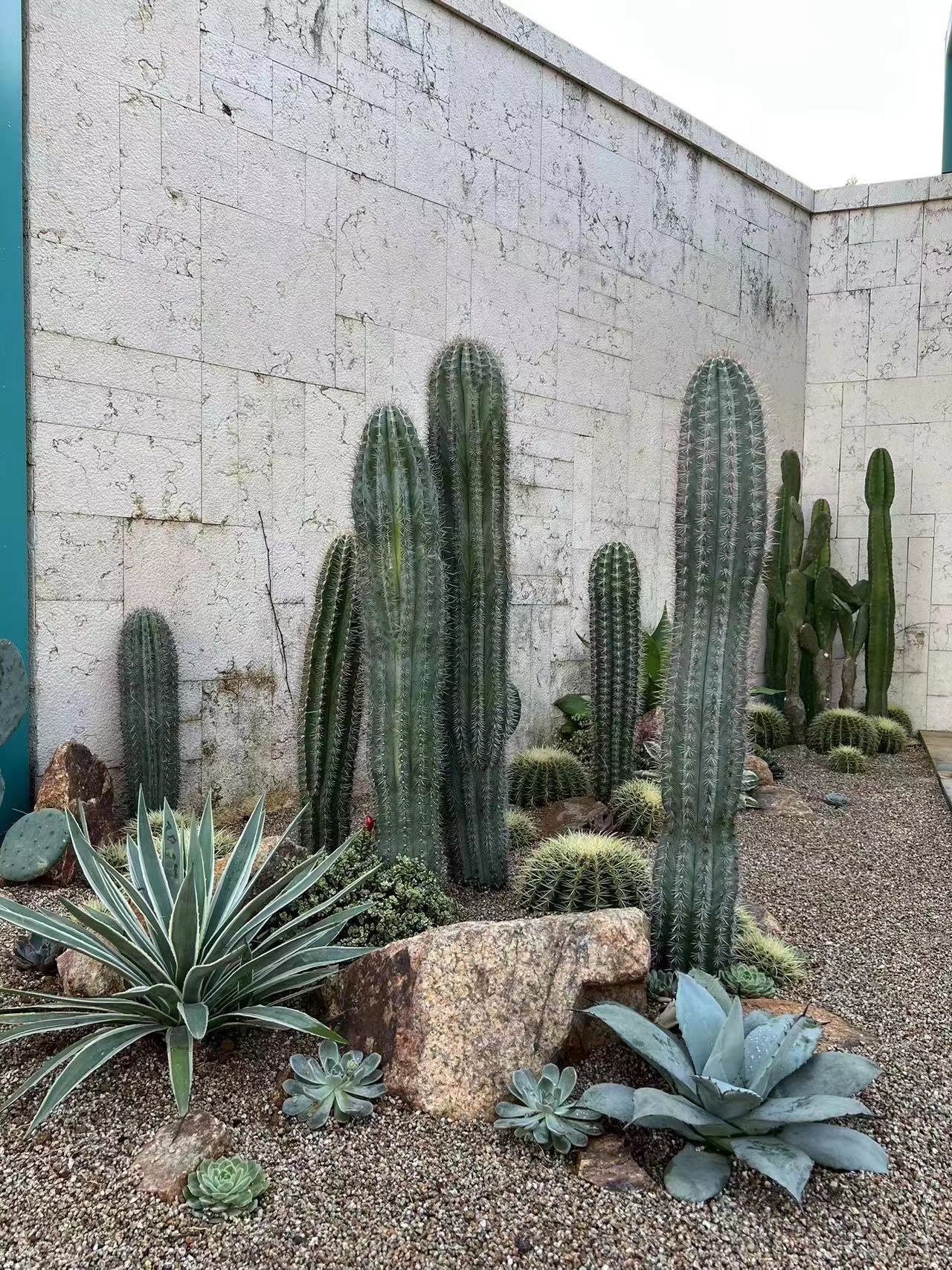 沙漠生态工程:植物景观的奇迹