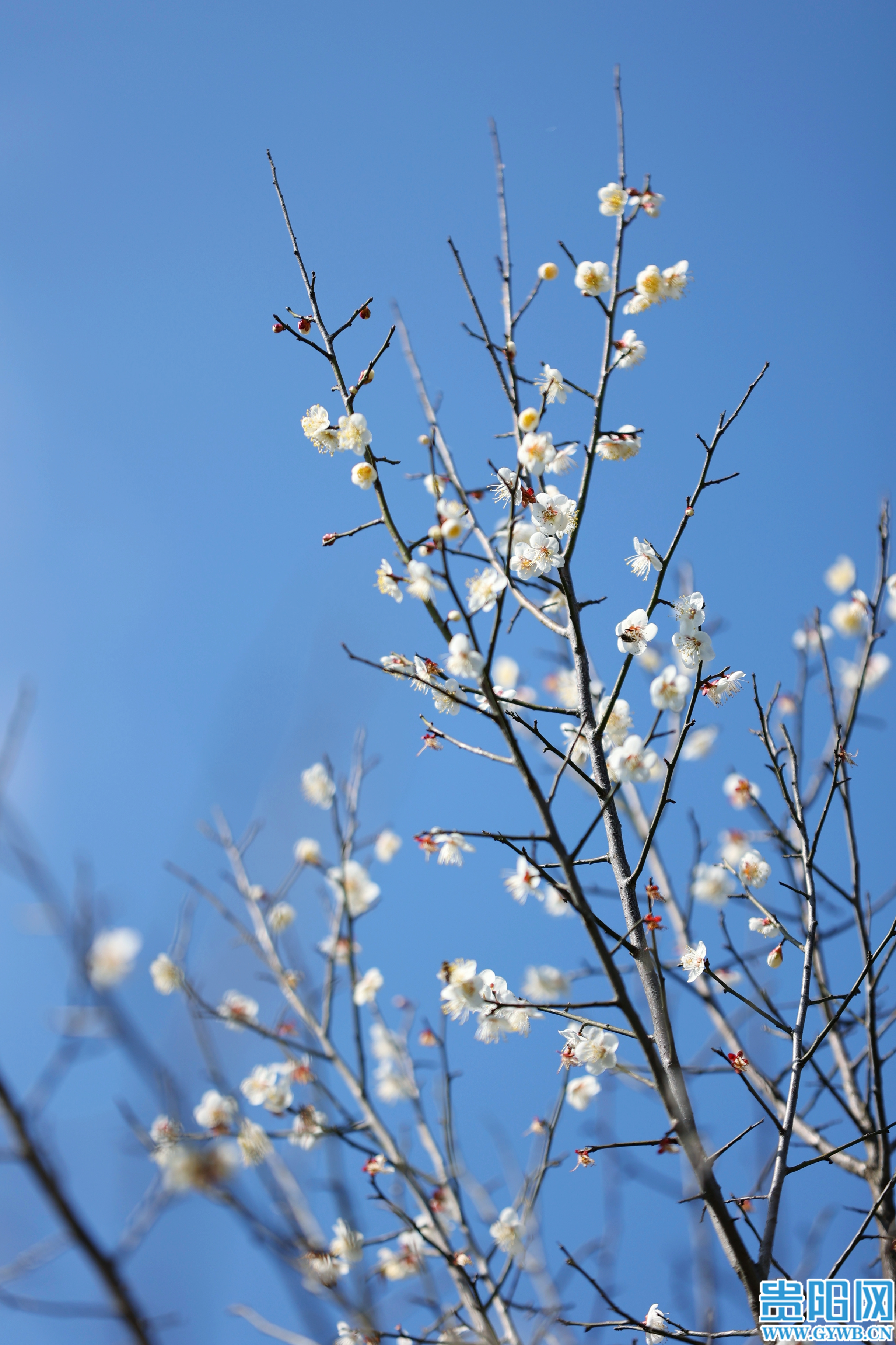 「图集」美翻了!贵阳冬日"繁花"盛开!