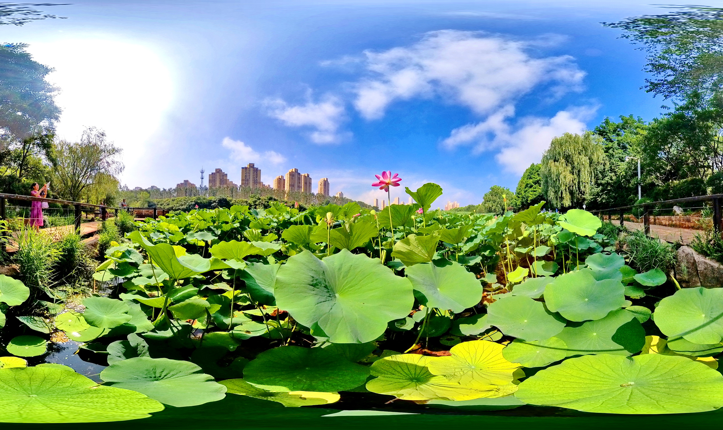 夏天荷花盛开的美景