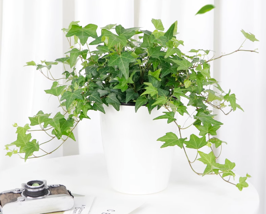 接下来,就让我们一起揭开养盆栽常春藤的那点事,助你轻松成为绿植达人