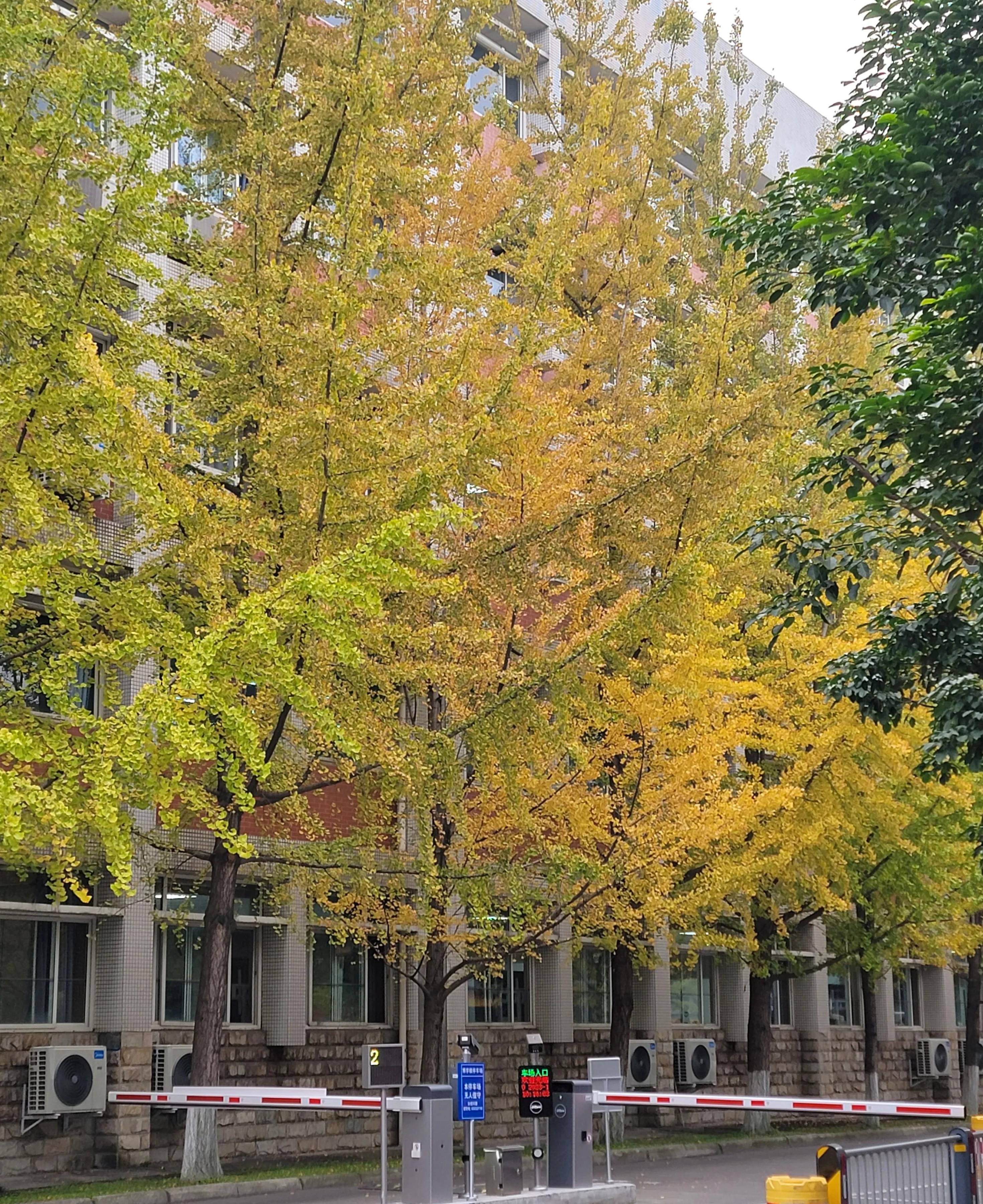 美丽的西南石油大学铁树摇曳:秋日宁静与美丽在西南石油大学的校园里