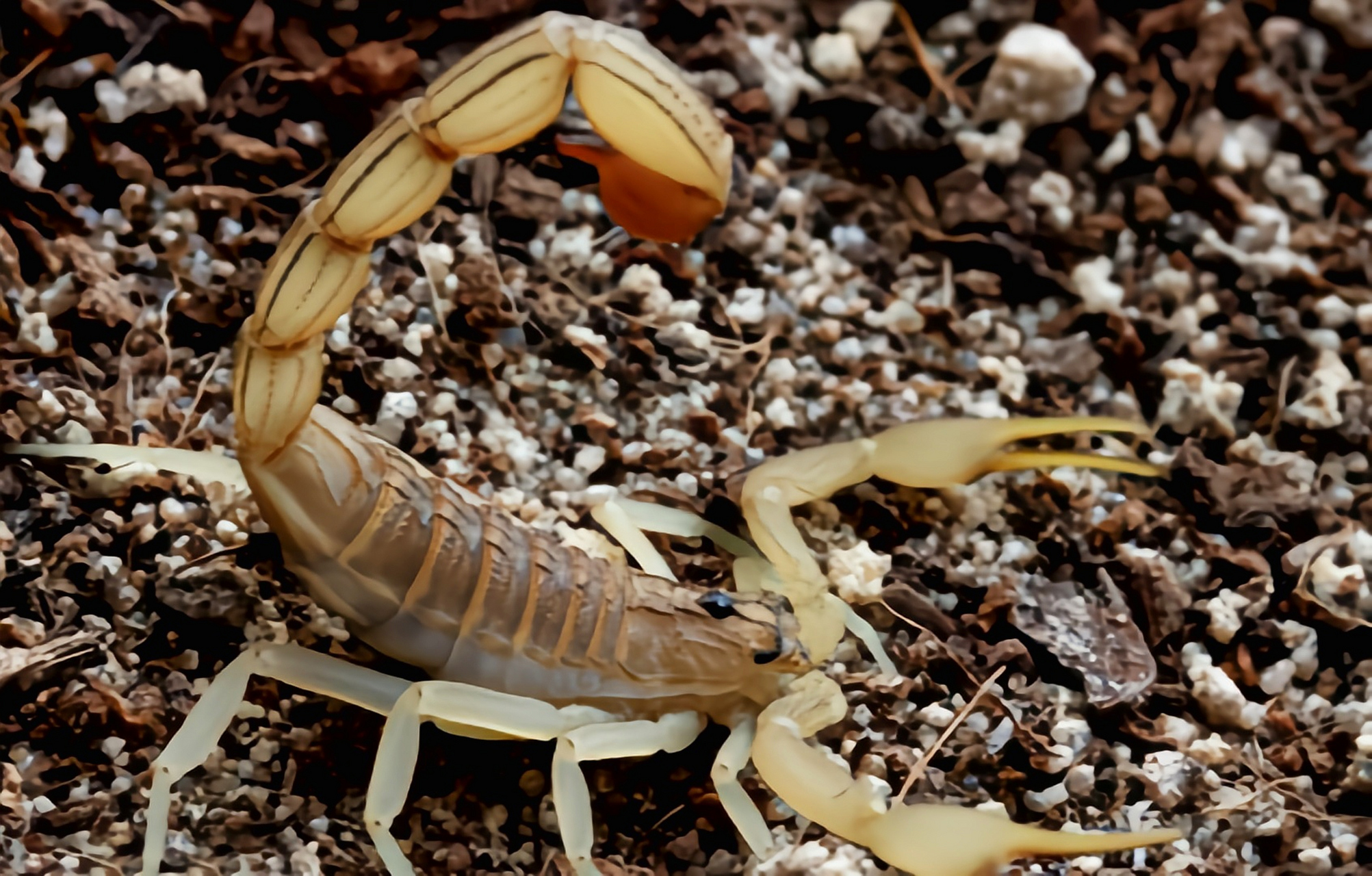 跨年创作挑战赛# 印度红蝎是世界上毒性最强的蝎子.