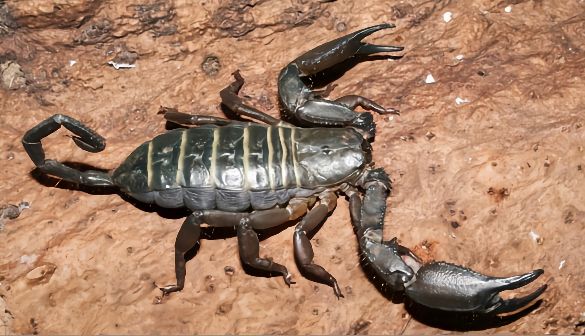 跨年创作挑战赛# 斑马扁石蝎生活在非洲坦桑尼亚的干燥草原,岩地荒漠