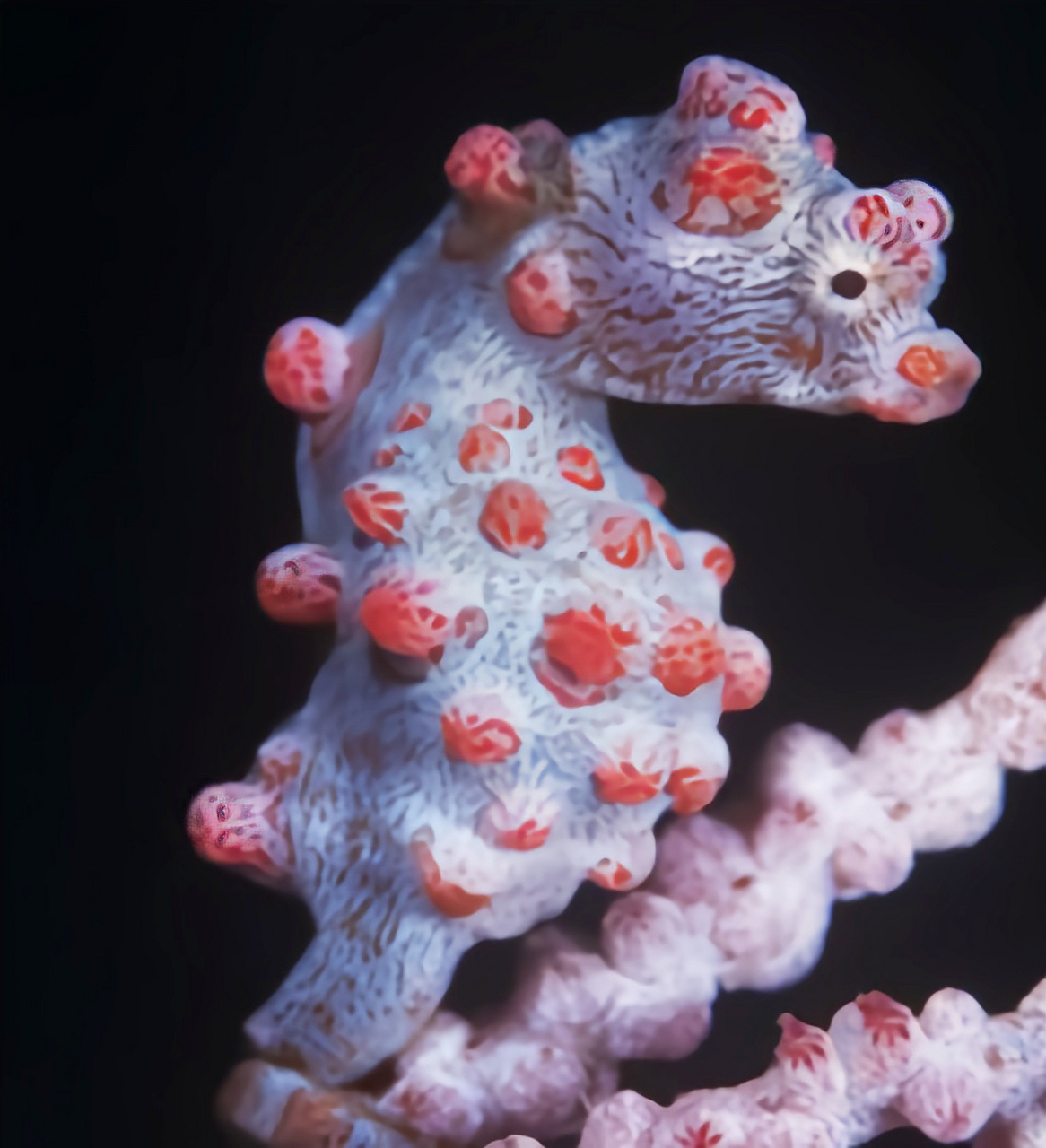 跨年创作挑战赛# 巴氏豆丁海马别名巴氏海马,体形非常小,约2.