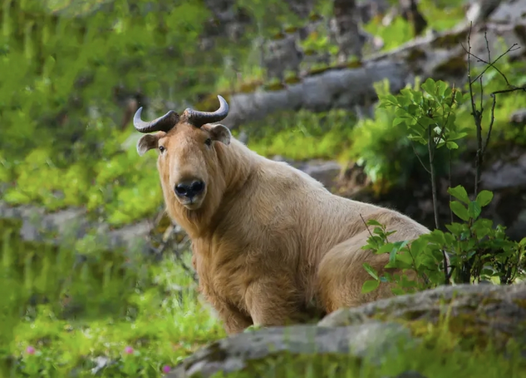 太可爱了,呆萌羚牛下山觅食,被村民偶遇,它还来了一个"歪头杀"  1月17