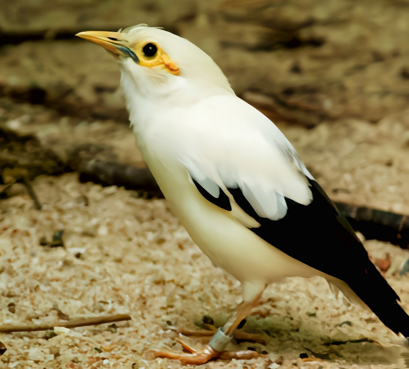 体长20-22厘米,是八哥属少有的白色品种,眼周裸皮为鲜艳的黄色,翅膀