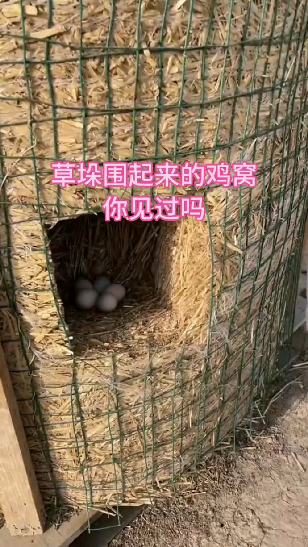 草垛围起来的鸡窝,见过吗