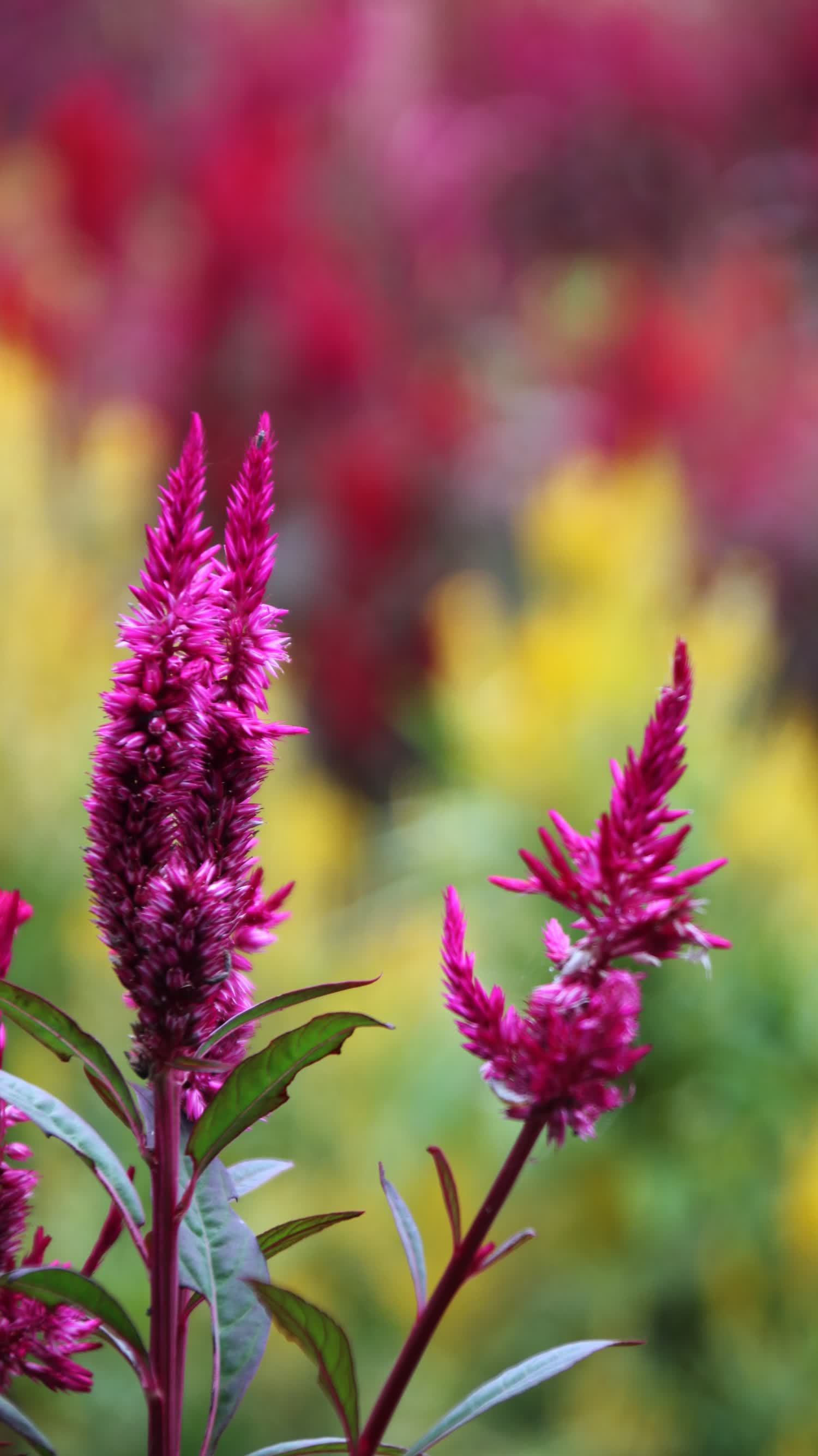 五龙花杆图片