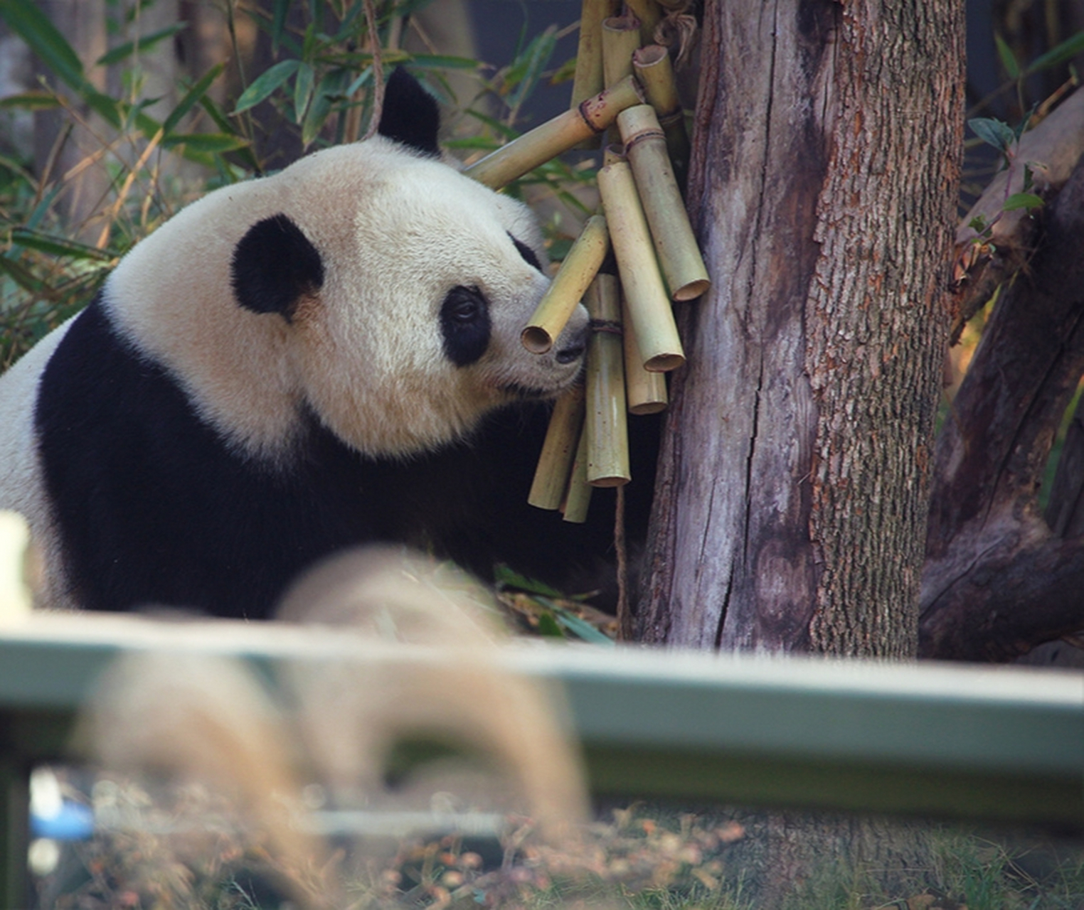 大熊猫金玉:这个竹筐里有啥?没有一个吃的可以活着离开我的嘴巴.