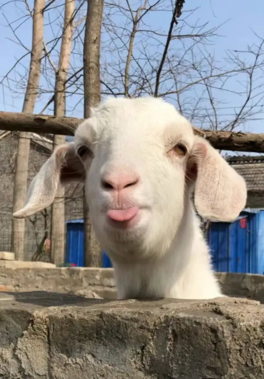 我就说了一句过年要吃羊肉串儿,它就对我这个表情的,是同意呀还是没