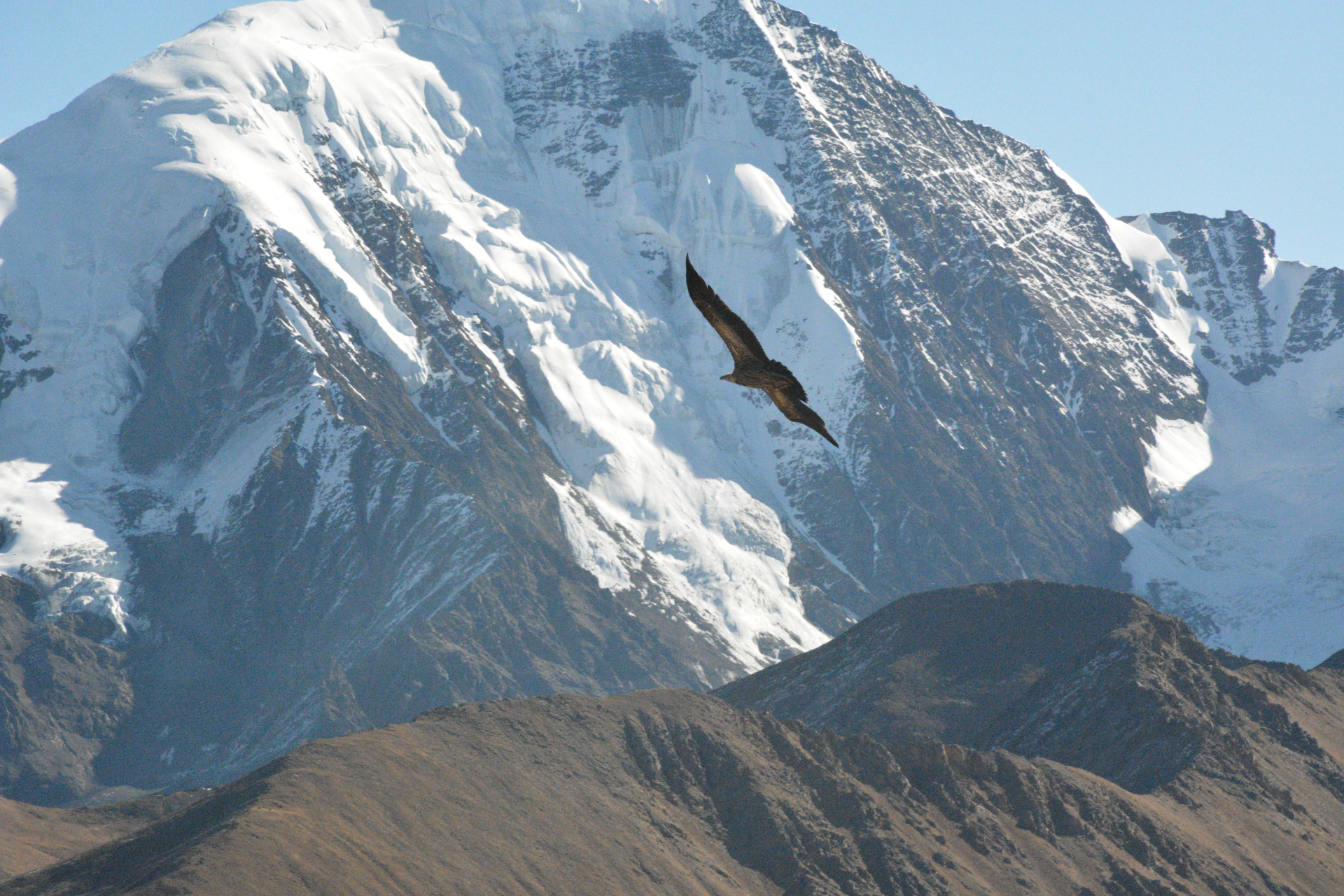 优质短图文计划# 雪山下的雄鹰#摩客之旅