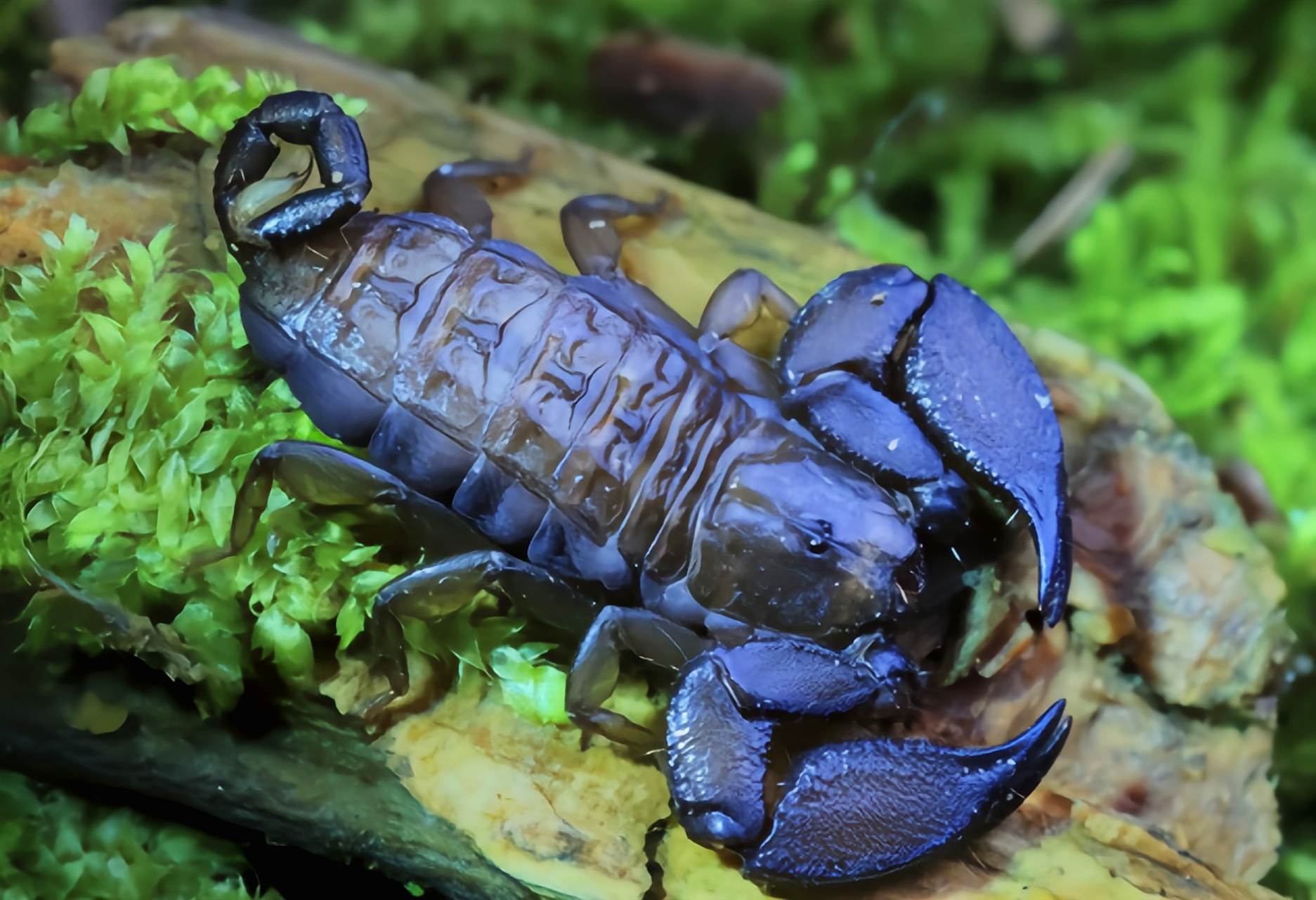 跨年创作挑战赛# 八重山蝎是一种极为独特的小型蝎子,几乎无毒.