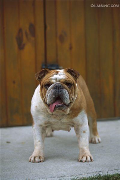 英国斗牛犬:充满魅力和个性的犬种