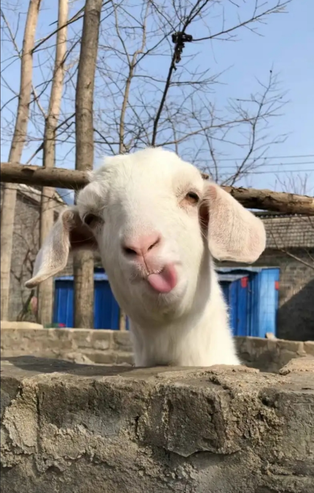 我就说了一句过年要吃羊肉串儿,它就对我这个表情的,是同意呀还是没