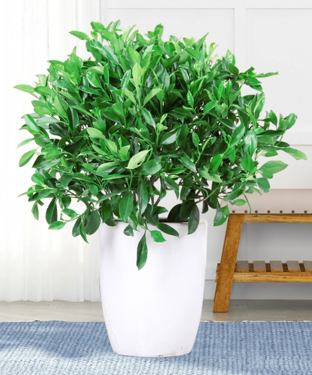 非洲茉莉花,室内盆栽优选,但要常修剪.