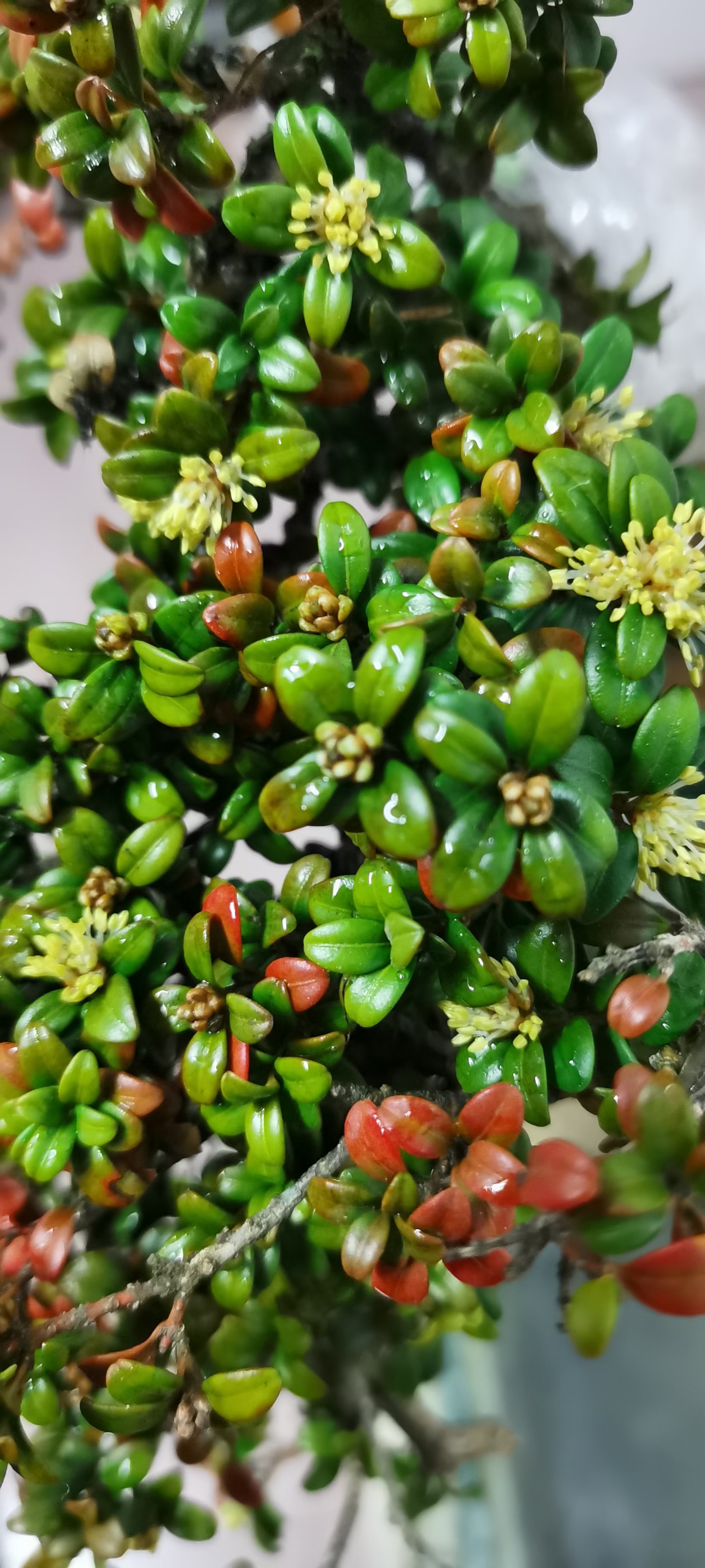 珍珠黄杨开花的样子