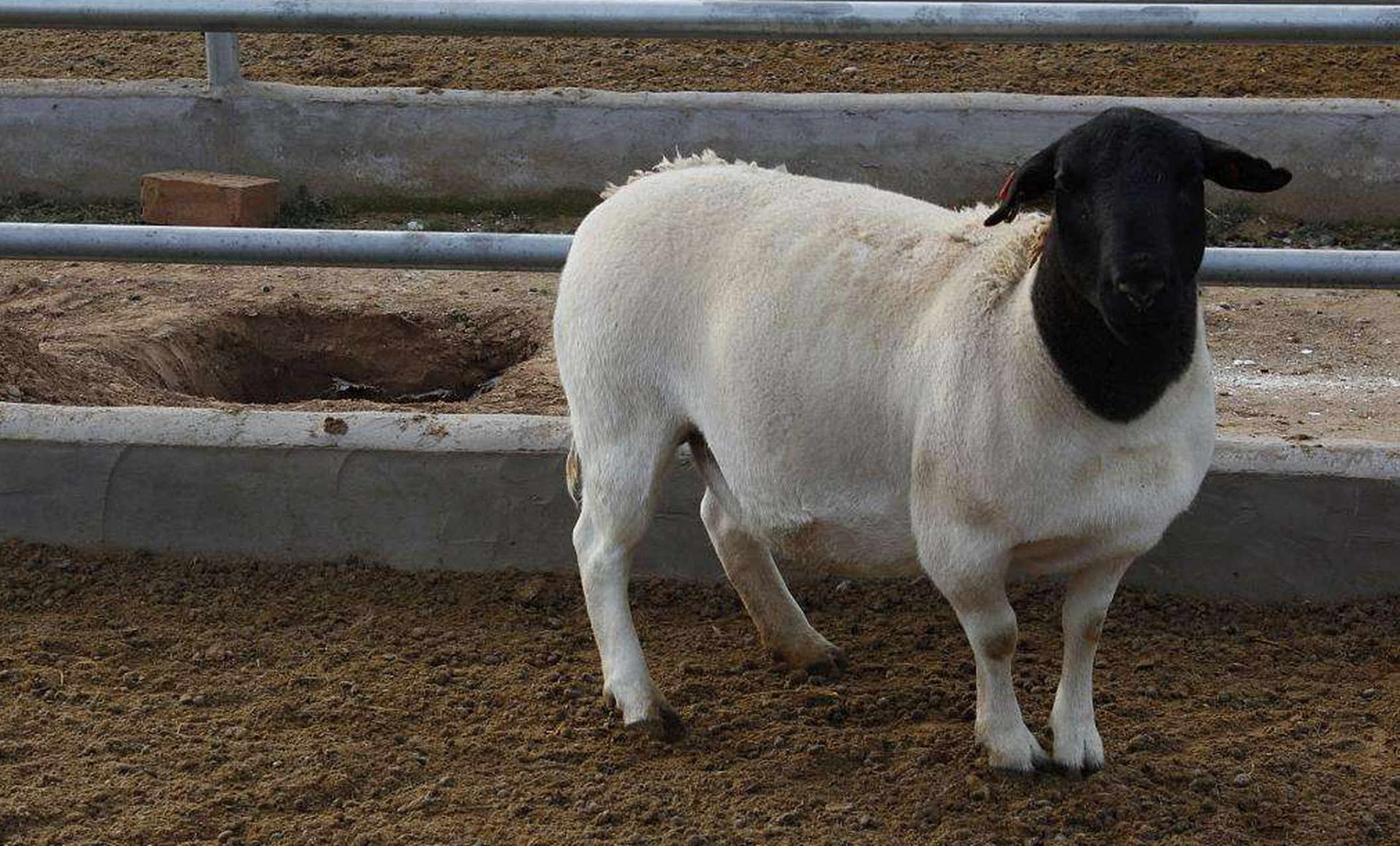 品味鲜美肉质,养殖首选杜泊羊!源自南非的杰出品种.