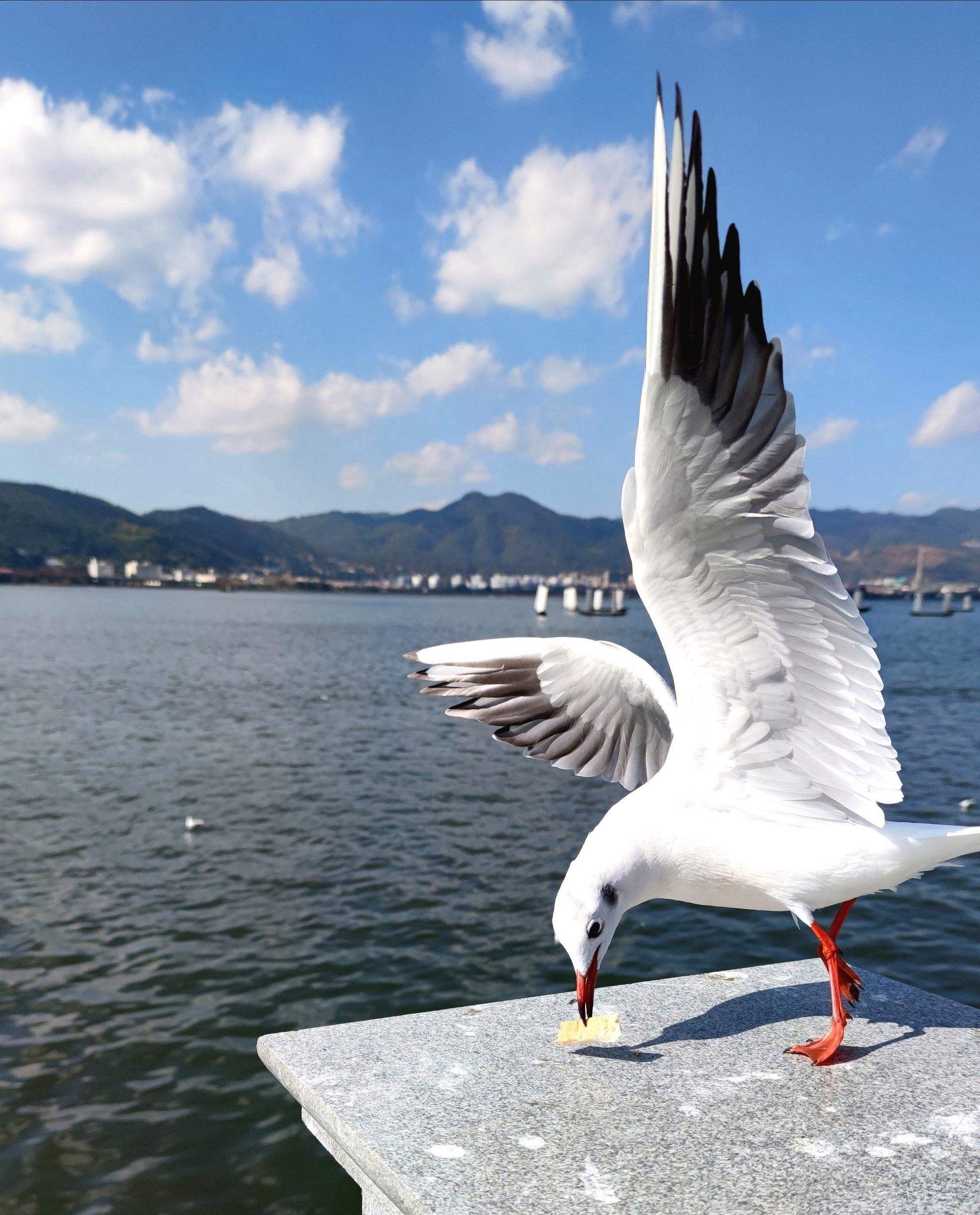 这个冬天,去滇池邂逅西伯利亚红嘴鸥