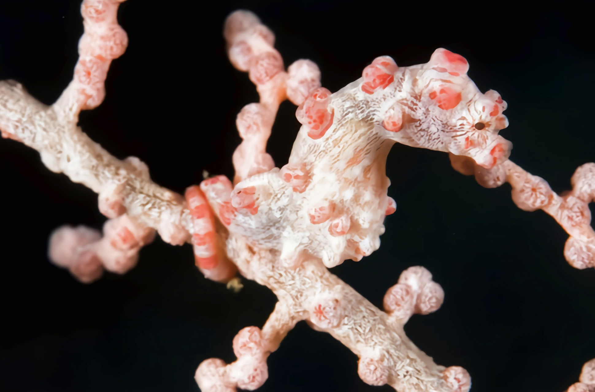 跨年创作挑战赛# 巴氏豆丁海马别名巴氏海马,体形非常小,约2.