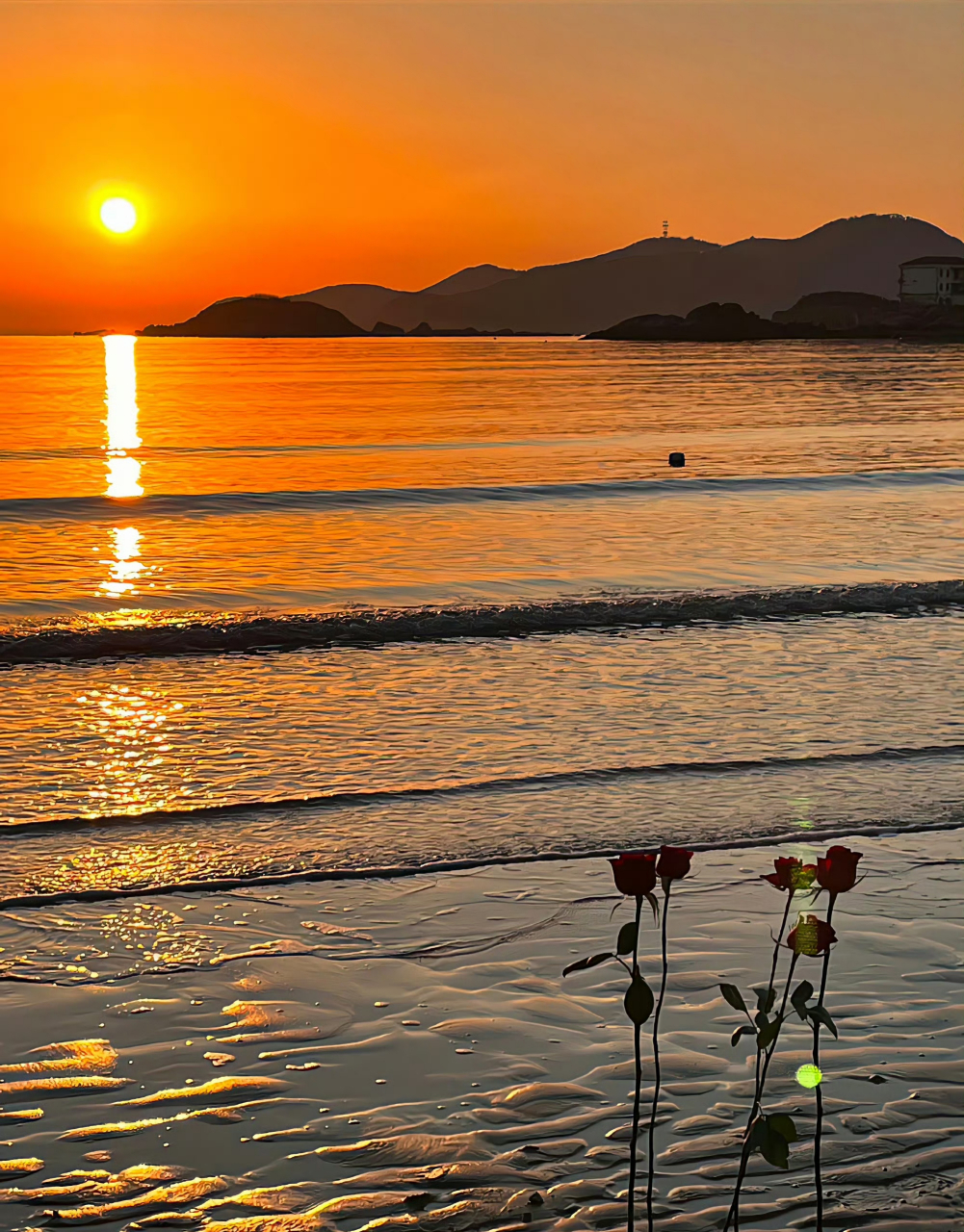 日出尤其温柔,人间皆是浪漫. 92 #这是一场赌上前程没有退路的战争