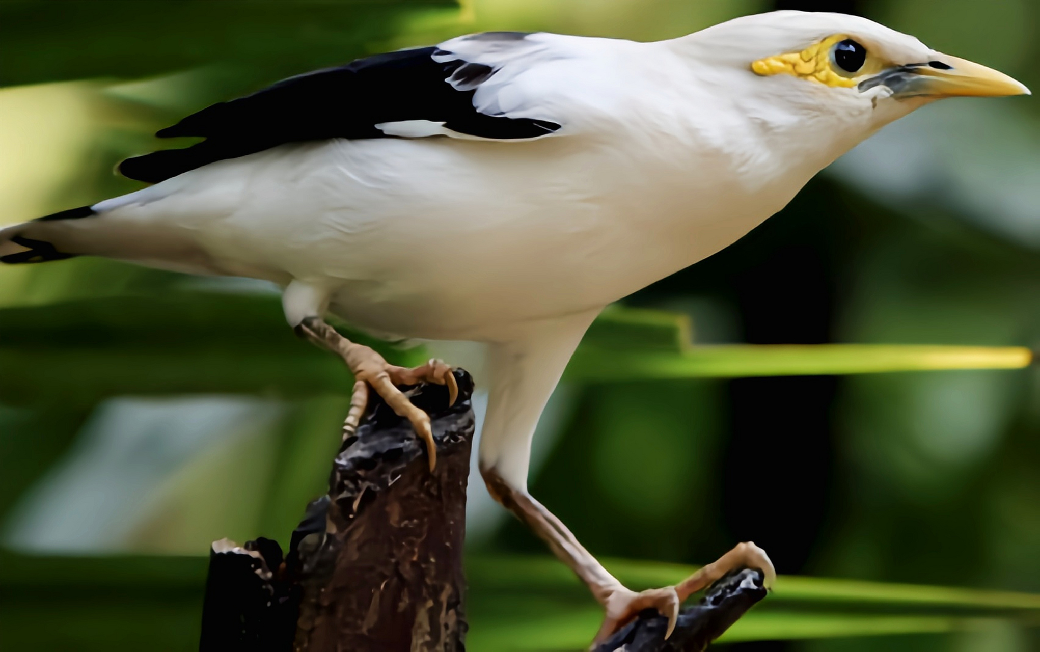 体长20-22厘米,是八哥属少有的白色品种,眼周裸皮为鲜艳的黄色,翅膀