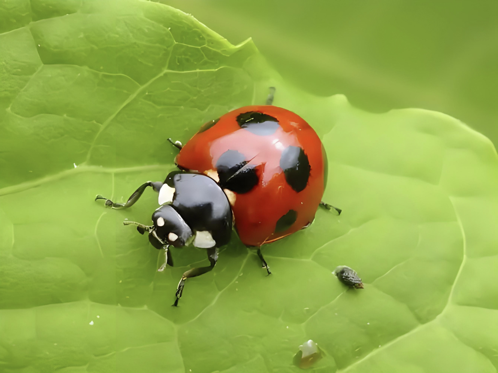 瓢虫是一种能够适应多种环境的常见昆虫,它