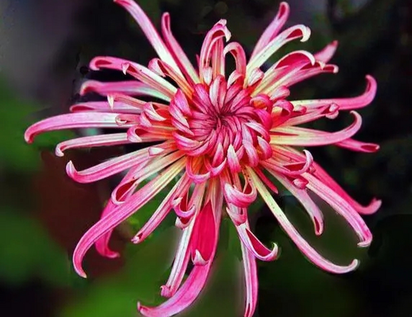 菊花,秋天的使者.寓意高洁清雅,坚韧不拔和淡泊名利!