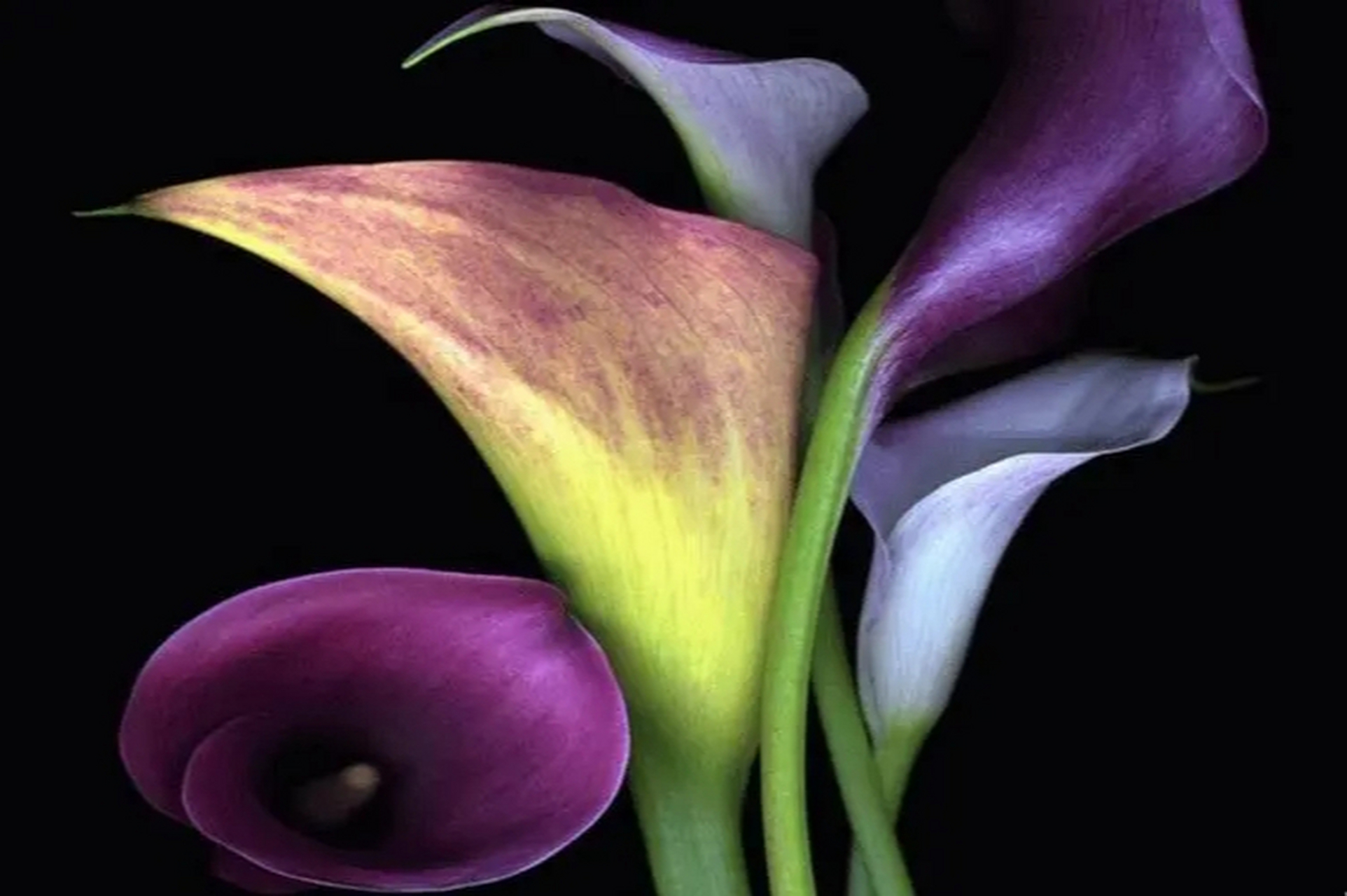 静心感受海芋花的花语,让纯洁,高雅与忠贞的美好品质成为内心的寄托