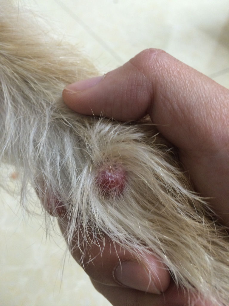 注意这些情况可能是狗狗肿瘤!