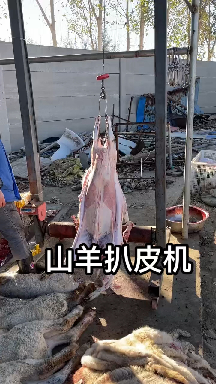 山羊扒皮机,山羊扯皮机,羊肉店的好帮手!-度小视