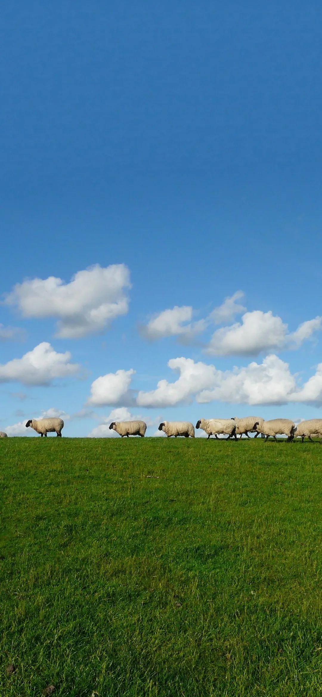蓝天白云,则是最好的治愈系色彩,让人心生欢喜. #最靓头像壁纸征集赛