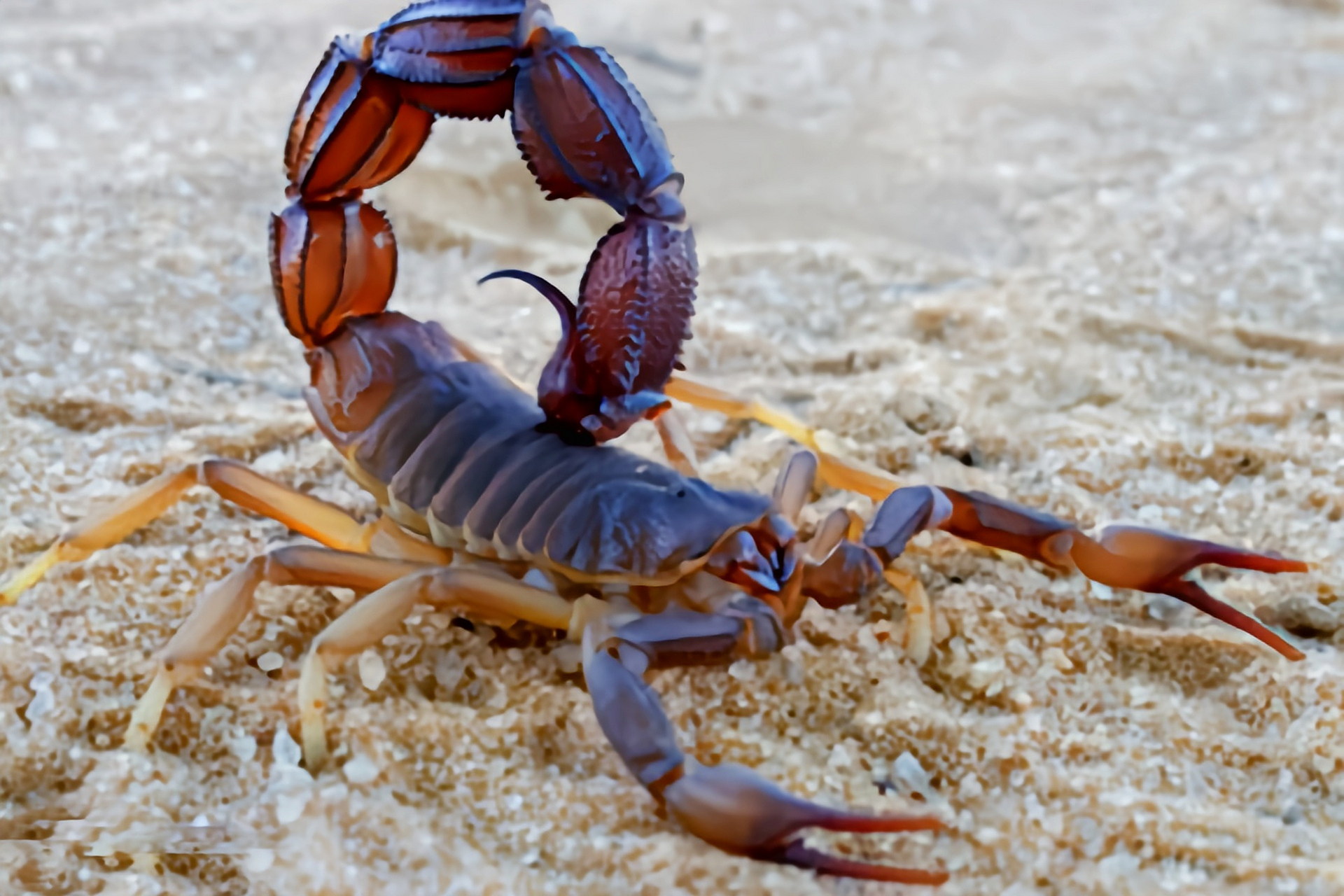 跨年创作挑战赛# 印度红蝎是世界上毒性最强的蝎子.