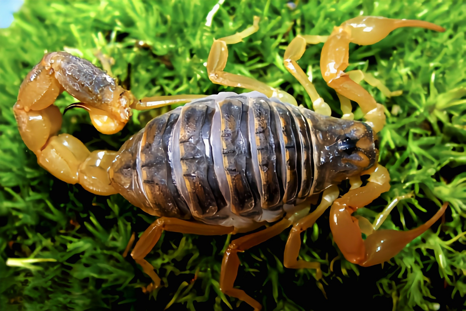 跨年创作挑战赛# 蒙古正钳蝎别名条斑钳蝎,生活在亚洲中部的荒漠副谮