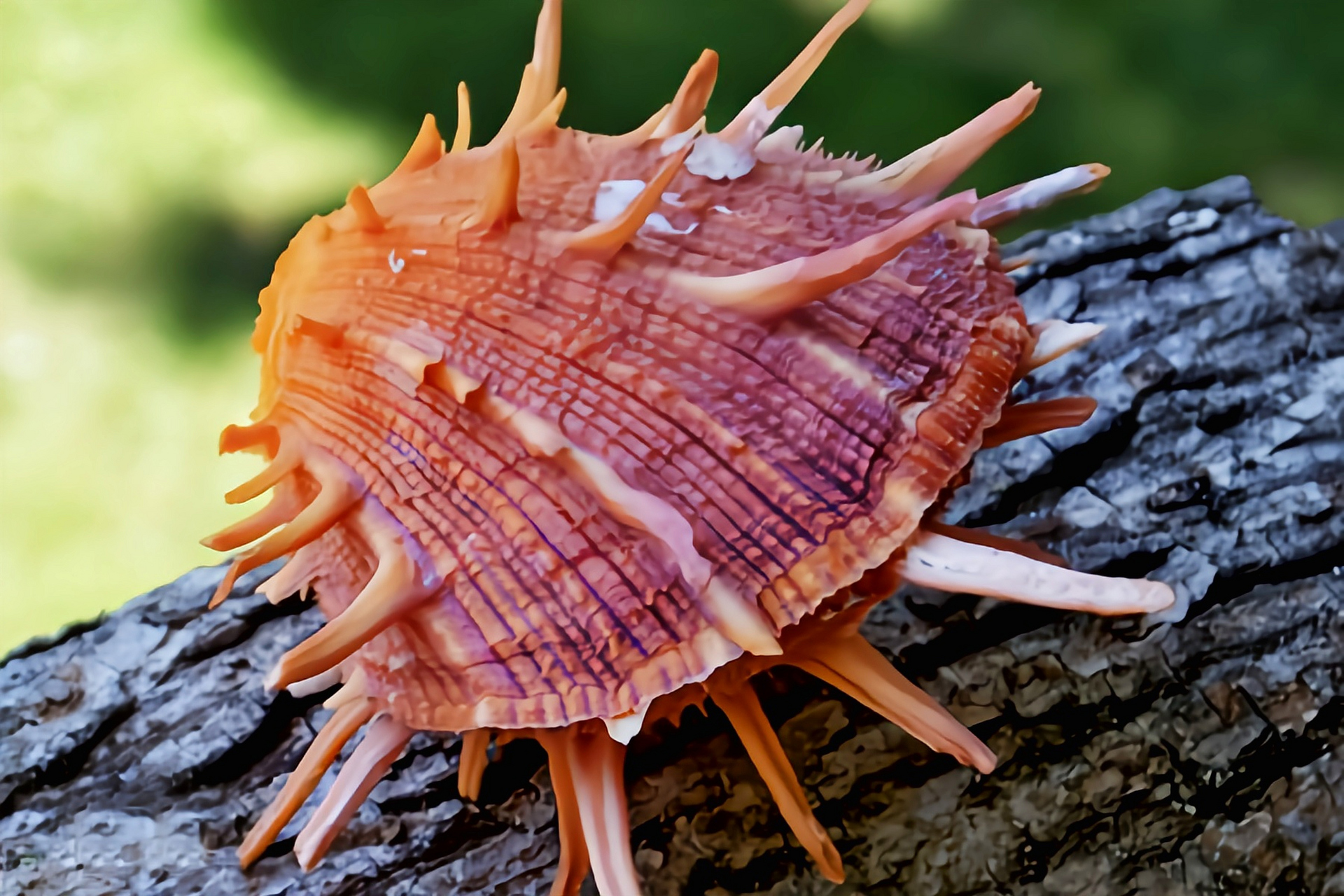 跨年创作挑战赛# 汉堡贝别名美国海菊蛤,是一种大型双壳贝类,颜色