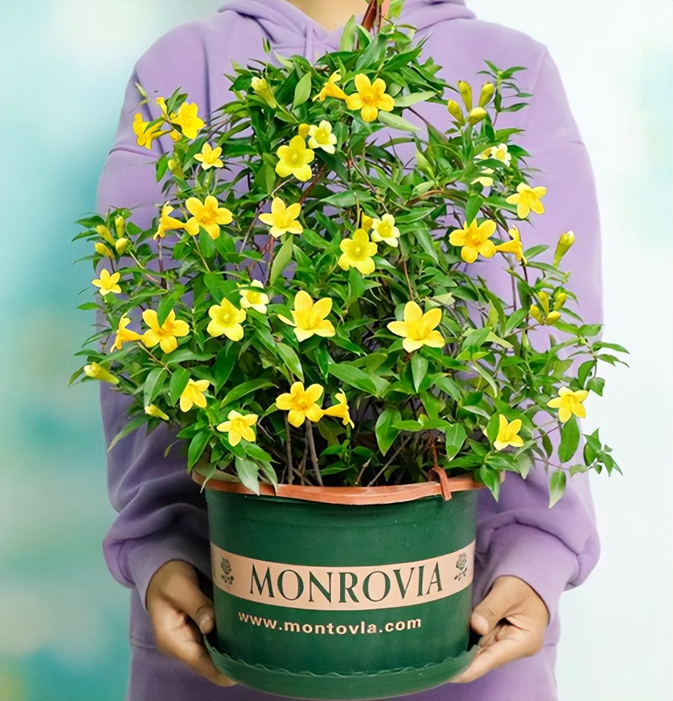 法国香水茉莉花养殖方法