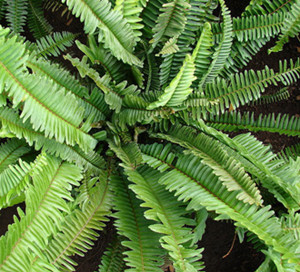 蜈蚣草,又称"石韦",是一种常见的观赏蕨类植物.