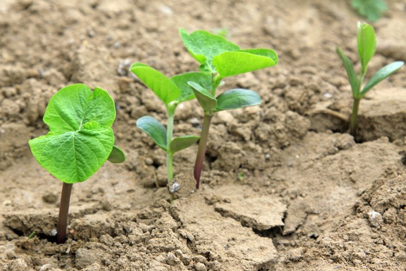 豆角几天发芽萌芽